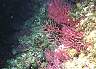 Korallen2.jpg