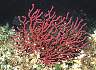 Korallen4.jpg