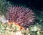 Korallen5.jpg
