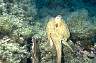 Oktopus1.jpg